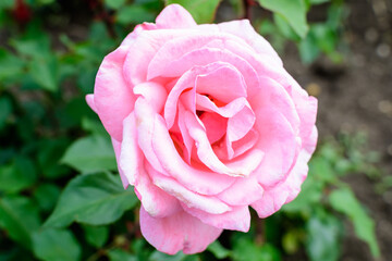Close up of one delicate vivid pink magenta rose in full bloom and green leaves in a garden in a sunny summer day, beautiful outdoor floral background photographed with soft focus.