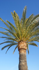 green fluffy branches of palm trees against a clear blue sky in the warm south in sunny weather