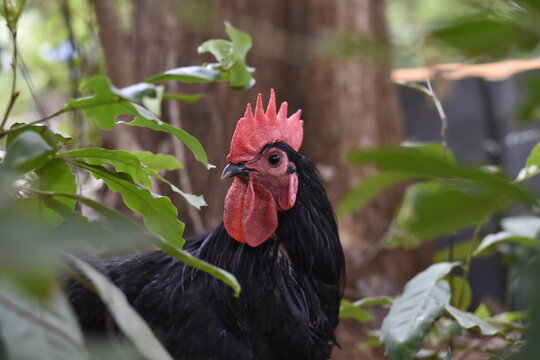 red rooster in the garden
