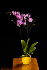Naklejka na ściany i meble Violet orchid #04 
