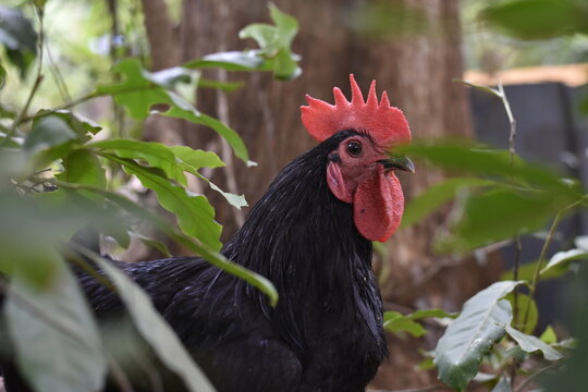 rooster in the farm