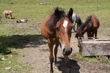 steiermark