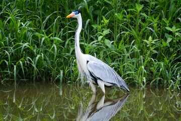 The elegant Cocoi Heron standing along the shoreline with his reflection.