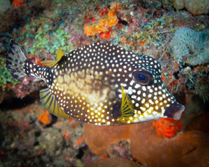 Naklejka na ściany i meble Boxfish of Florida Reef