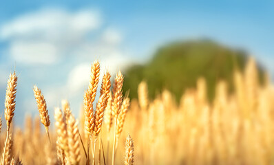 Golden wheat field background