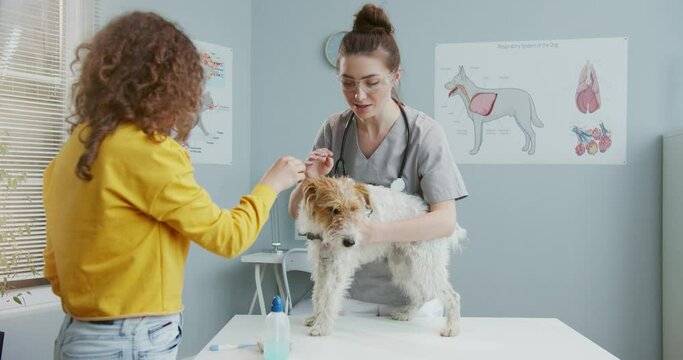 Owner of dog, beautiful curly girl in yellow sweater, brought pet to doctor's appointment at veterinary clinic. Dog stands on examination table while female vet in form with statoscope examines it.