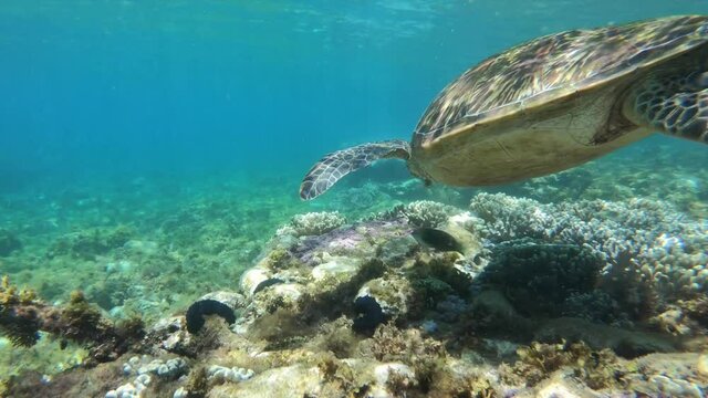 sea turtle push in shot eating near coral apo island philippines