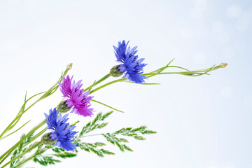 Naklejka premium Bright colorful Cornflower flower knapweed,Centaurea.