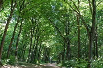 Ile de >France - Essonne - Mennecy -  Parc de Villeroy - Allée de Verville