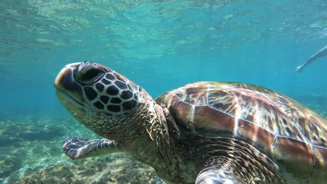 Sea Turtle going up for air Apo Island Philippines