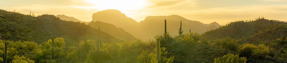 The warm glow of a setting sun the in Sonoran Desert of Arizona with saguaro cacti in the...