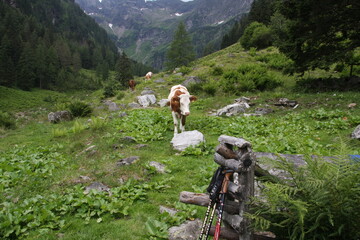 steiermark