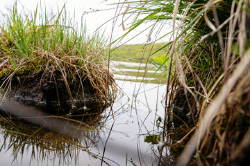 Grass in the river