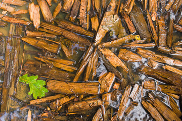 Splinters in a puddle after the rain