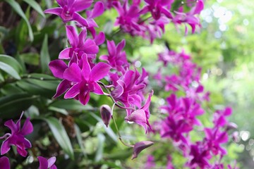 Purple orchids in the garden (select focus)