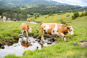 Fototapeta na wymiar A cows in the water