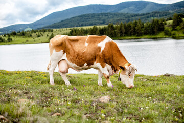 Hungry cow by the river