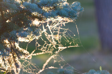 Spider web close up