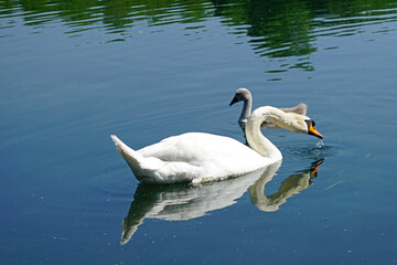 Naklejka premium Italy, Lombardy, Adda river, swan with chicks
