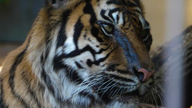Close up of tiger head from the front looking around