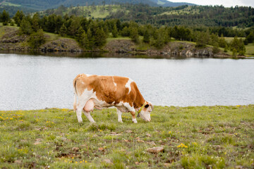 Fototapeta na wymiar A brown hungry cow by the river