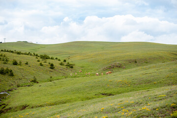 Fototapeta premium Green meadow in summer