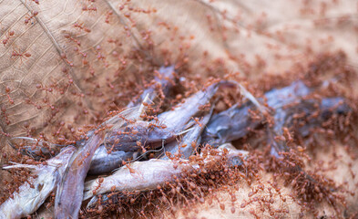 
Red ants are helping to pull food to keep in the nest.