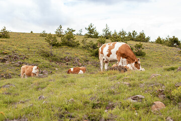 Fototapeta na wymiar A brown cows on a pasture