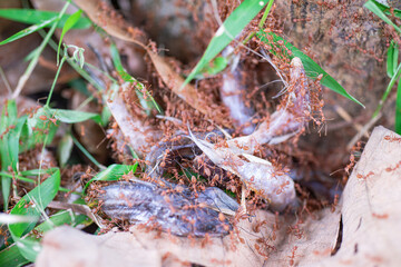 
Red ants are helping to pull food to keep in the nest.