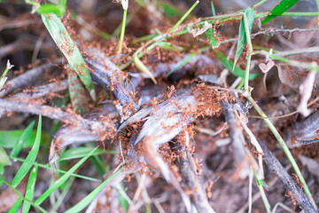 
Red ants are helping to pull food to keep in the nest.