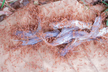 
Red ants are helping to pull food to keep in the nest.