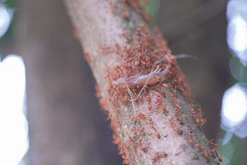
Red ants are helping to pull food to keep in the nest.