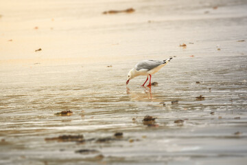 seagull picking something at the sandy beach in Western Australia