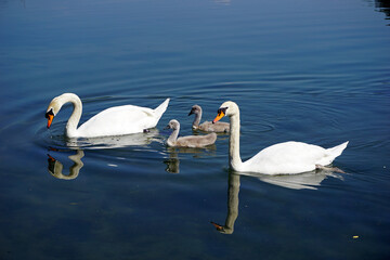 Italy, Lombardy, Adda river, swan with chicks