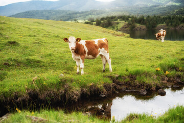 Fototapeta na wymiar The calf stands in front of a mountain stream