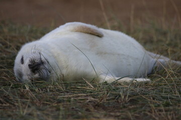 Grey seal pups on the coast of the North Sea