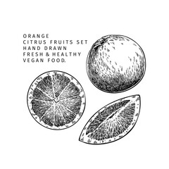 Hand drawn orange fruit and leaf. Engraved vector illustration. Sweet citrus exotic plant. Summer harvest, jam or marmalade vegan ingredient. Menu, package, cosmetic, food design.