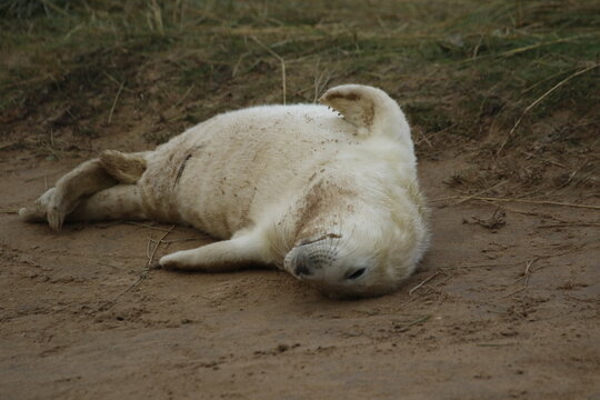 Grey seal pups on the coast of the North Sea