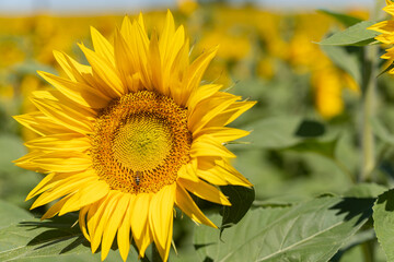 Sunflower close-up. Sunflowers plantation in southern France near Cognac.