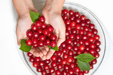 berries of red, ripe cherries in hands after picking.