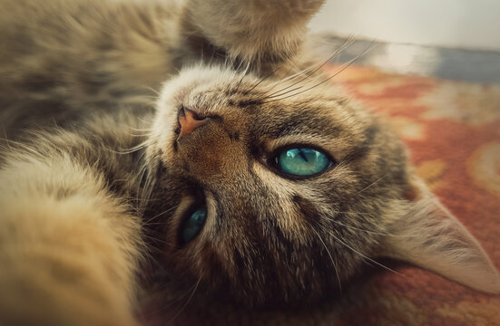 Close up self portrait of funny little kitten, beautiful blue eyes, playing with camera, paws outstretched. Adorable striped cat laying down on carpet making a cute selfie.