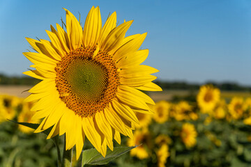 Fototapeta premium Sunflower close-up. Sunflowers plantation in southern France near Cognac.