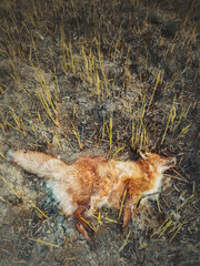 Dead fox due smoke intoxication, lay on the burned ground filled with ash. Wild fires causes the death of helpless animals. Illegal hunting and poaching in the forest, global warming effect on nature.