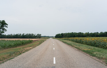 Fototapeta premium Paved road leading along the sunflower field. Many yellow sunflowers on a large green field. Summer harvest, agriculture and farming. Country road in the fields. Road in the sunflower field.
