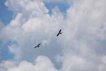 Elegant Swallow-tailed kite forages for large insects flying over a melon field outside the Lower Suwannee National Wildlife Refuge, Cedar Key, Florida, which is the key habitat for this bird.