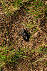 A black bug in the nature