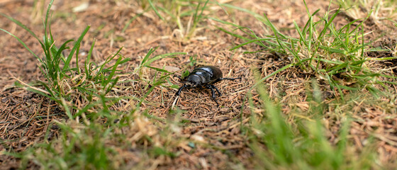 A black bug in the nature