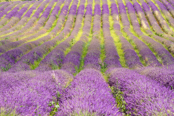 Naklejka na ściany i meble provence countries lavender fields and sunflowers region of france