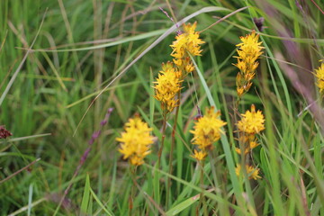 The pretty yellow wild flower in Sotra, Norway 2