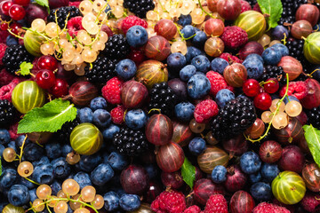 Gooseberries, blueberries, mulberry, raspberries, white and red currants.